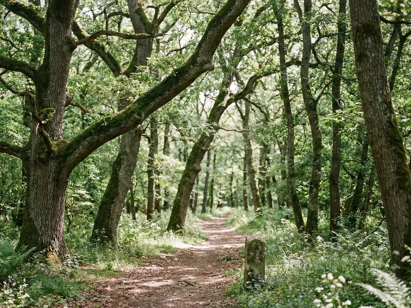 パリの匂いを運ぶ、サン=ジェルマンの森での森林散骨